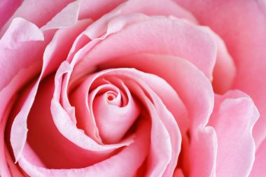 Macro, pembe gül çiçeği arkaplanı, yumuşak yapraklar, çiçek aranjmanı ve hassas dokuyu kapat. Soyut çiçek arkaplanı, duvar kağıdı