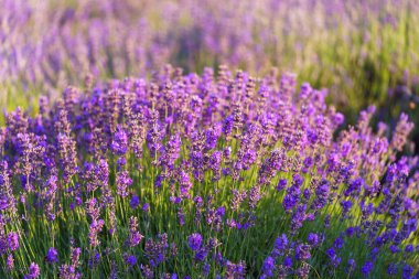 Yaklaş, yumuşak akşam güneşinde canlı mor lavanta çiçeklerinin makro görüntüsü. Altın ışık, narin doku ve yaz boyunca çiçek açan bitkilerin kokusu. Doğal arkaplan, manzara