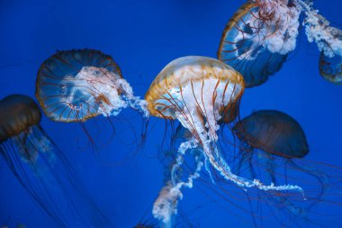 Bir grup Chrysaora fuscescens ya da Pasifik deniz ısırganları akvaryumun derin mavi sularında zarifçe sürükleniyorlar. Hayvan, su canlısı, sualtı yaşamı, biyolojik çeşitlilik