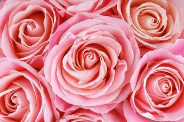 Macro, pembe güllerin çiçek arkaplanını, yumuşak yaprakları, çiçek aranjmanlarını ve hassas dokuyu kapat. Soyut çiçek arkaplanı, duvar kağıdı