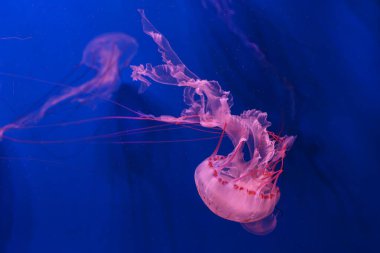 Chrysaora colorata ya da akvaryumun derin mavi sularında zarif bir şekilde sürüklenen mor çizgili denizanası. Hayvan, su canlısı, sualtı yaşamı, biyolojik çeşitlilik