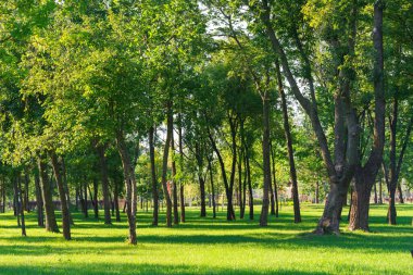 Yeşil parkın manzarası, uzun ağaçlar ve güneşli yaz gününde yemyeşil çimenler. Doğal manzara rahatlama, yürüme, dinlenme ve açık hava aktiviteleri için mükemmeldir. Bahçıvanlık, manzara tasarımı
