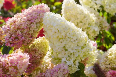 Güzel açan pembe, kırmızı ve beyaz hortensiya, ortanca paniklemesi parlak güneş ışığı altında bir yaz bahçesinde, canlı ve renkli çiçek sahnesinde. Doğa, bahçe arka planı, duvar kağıdı.