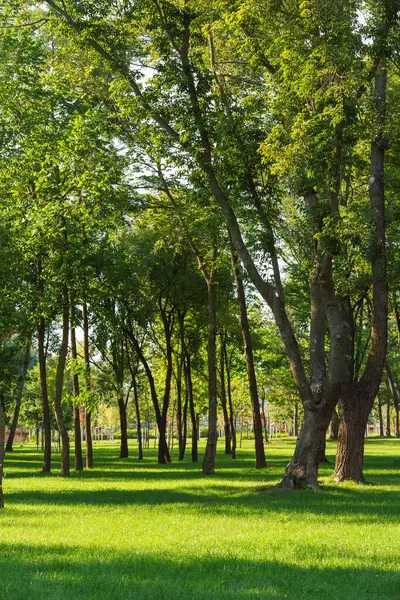 Yeşil parkın manzarası, uzun ağaçlar ve güneşli yaz gününde yemyeşil çimenler. Doğal manzara rahatlama, yürüme, dinlenme ve açık hava aktiviteleri için mükemmeldir. Bahçıvanlık, manzara tasarımı