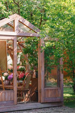 Büyüleyici ahşap seralar çiçek açan ortancalar ve canlı yeşil bitkiler, yaz yapraklarıyla çevrili, arka bahçenin arka bahçesindeki sicim lambalarının altında. Bitki yetiştirme, bahçıvanlık hobisi