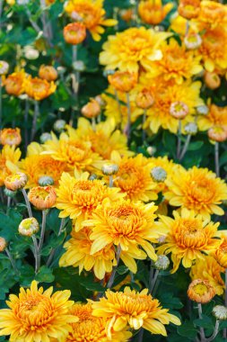 Yaklaş, güzel sarı Kore bahçesi kasımpatı çiçekleri tam sonbahar çiçekleri, sonbahar bahçesinde, parlak mevsimlik çiçek arkaplanı, duvar kağıdı