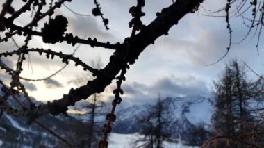 change of focus from a pine branch with a pinecorn in the foreground to the snow caped mountains in the background at the dawn of a winter sunny day
