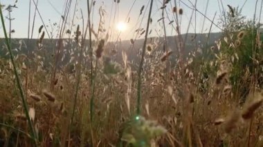 Gün batımının zemin perspektifi mısır, ot ve kırsal alandaki küçük çalıların arasından görülebiliyor..