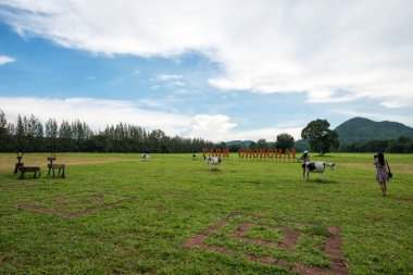 Chokchai Çiftliği, Khao Yai, Tayland 'daki muhteşem manzara. - Chokchai Çiftliği Asya 'daki en büyük mandıra çiftliği. Bu çiftlik ünlü bir tarım turistik merkezidir..