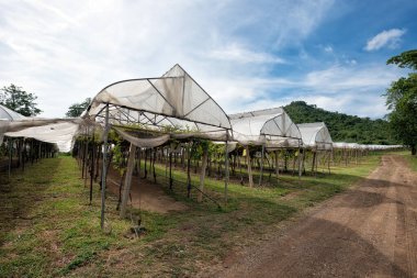Kuzey Tayland 'da PB Vadisi Khao Yai' de şarap üzümü tarımı. Şarap üzümleri her yıl Ocak ayından Mart ayının ortasına kadar hasat edilir ancak masa üzümleri tüm yıl boyunca yetiştirilir ve hasat edilir..