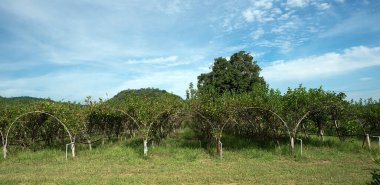 PB Valley Khao Yai, Kuzey Tayland 'da şarap üzümü tarımı. 