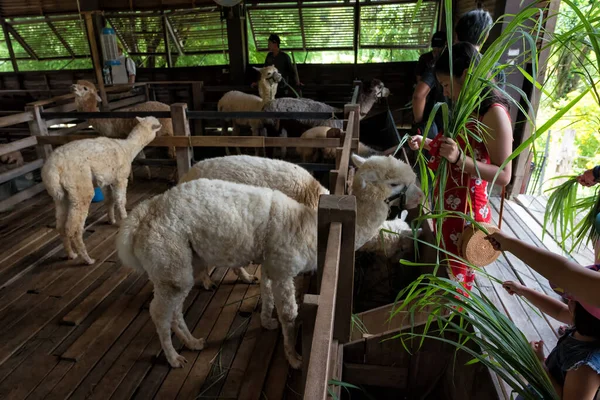 Primo Piazza 'da hayvan yemi, Khao Yai, Tayland' da İtalyan mimarisi.