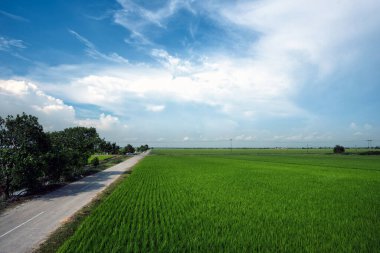 Padi Field, Sekinchan, Malezya - Çin 'de 