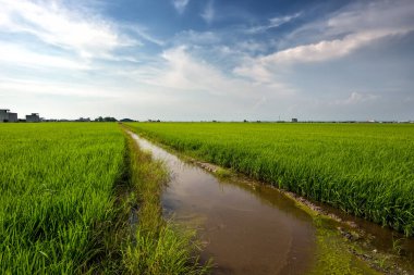 Padi Field, Sekinchan, Malezya - Çin 'de 