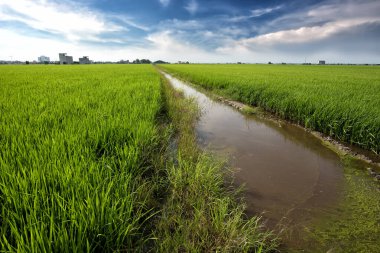 Padi Field, Sekinchan, Malezya - Çin 'de 