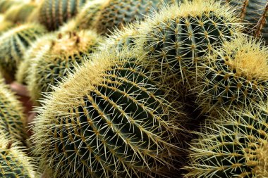 Altın Fıçı Kaktüsü Bir Bitki Bakım Evi 'nde Altın Fıçı Kaktüsü (Echinocactus grusonii) bir kaktüs yuvasında ya da bir serada büyük terasotta kaplarında sergilenmektedir..