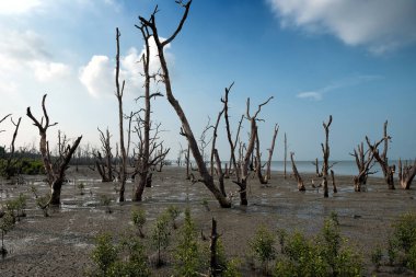 Kurumuş Kıyı Mangrov Bölgesi Ölü Ağaçlar ve Çamur Düzlükleri