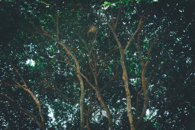 Gökyüzünde geniş bir açı olan ağaç, tüm manzarada taze yeşil yapraklar olan bir ağaçta.