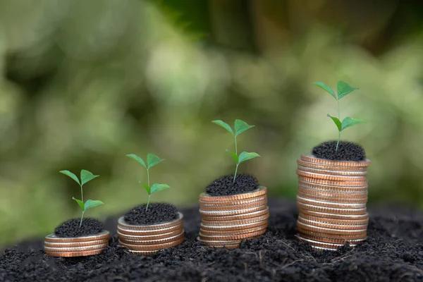 Growing Money business finance and saving money investment , Money coin stack growing graph, Digital plant growing up on coins. Balance savings and investment.