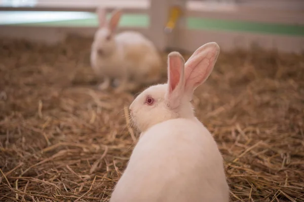 干し草の上の小さなウサギ — ストック写真