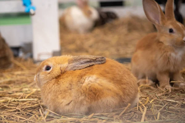 Samanlıkta Küçük Bir Tavşan — Stok fotoğraf