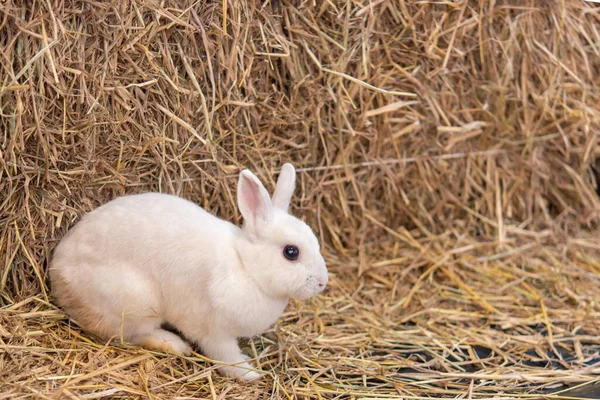 Samanlıkta Küçük Bir Tavşan — Stok fotoğraf