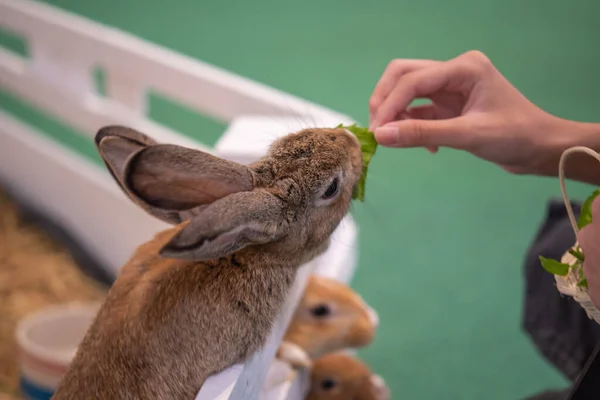 Conejos Hembra Alimentación Manual Con Verduras — Foto de Stock