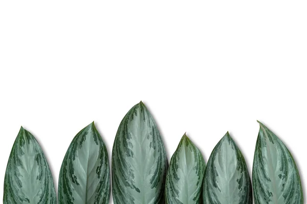 Tropische Blätter Isoliert Auf Weißem Hintergrund Draufsicht Flache Lage — Stockfoto
