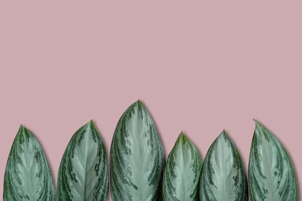 Τροπικά Φύλλα Παστέλ Ροζ Φόντο Ένα Χώρο Για Κείμενο Πάνω — Φωτογραφία Αρχείου