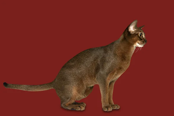 Abyssinian cat isolated on red background. Horizontal cat poster, greeting cards, headers, website