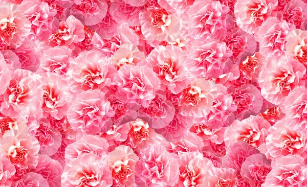 Zamknij Zdjęcie Różowego Bukietu Goździka Izolowane Białym Tle Filtr Ziarna — Zdjęcie stockowe