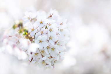 İlkbaharda kiraz çiçeği açar. Yatay saakura temalı poster, tebrik kartları, başlıklar, web sitesi ve uygulama