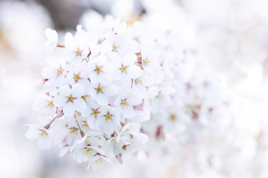 İlkbaharda kiraz çiçeği açar. Yatay saakura temalı poster, tebrik kartları, başlıklar, web sitesi ve uygulama