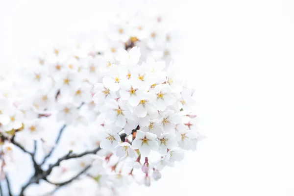 Cherry blossom flower in spring. Horizontal saakura theme poster, greeting cards, headers, website and app