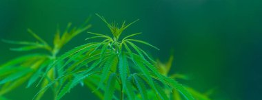 Esrar araştırmaları, marihuana kenevir sativasının yetiştirilmesi, yasal bir ilaç olarak kenevir bitkisinin çiçek açması, bitki. Organik kenevir yaprağı CBD