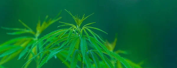 Cannabis Research Cultivation Marijuana Cannabis Sativa Flowering Cannabis Plant Legal — Stock Photo, Image