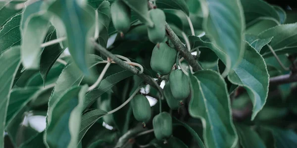 庭でミニキウイのベビーフルーツアクチニディアガッタの成長 横のビタミンテーマポスター グリーティングカード ヘッダー ウェブサイト アプリ — ストック写真