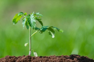 Kahverengi arka planda yükselen taze bitkiler. Yeni bir hayatın mücadelesini simgeliyor.