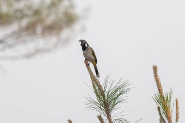 Dikenli saçları ve sarı kuyruğu olan Himalaya Bulbul 'unun yakın çekimi.