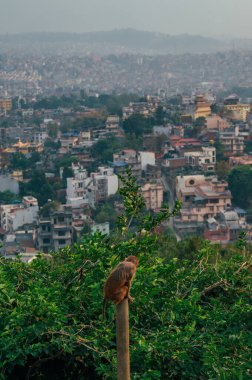 Swayambhunath tapınağında vahşi bir maymun, Nepal 'deki Katmandu Vadisi' ndeki bir tepenin tepesinde antik bir dini kompleks.