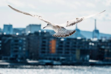 Arka planında binalar olan bulanık bir şehir limanında uçan bir martı..
