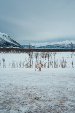 Bir ren geyiği huş ağaçlarıyla karlı bir ormanda yürüyor. Tromso, Norveç