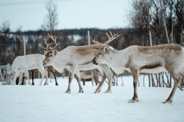 Bir ren geyiği sürüsü Tromso, Norveç 'te karlı bir arazide.