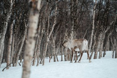 Bir ren geyiği huş ağaçlarıyla karlı bir ormanda yürüyor. Tromso, Norveç