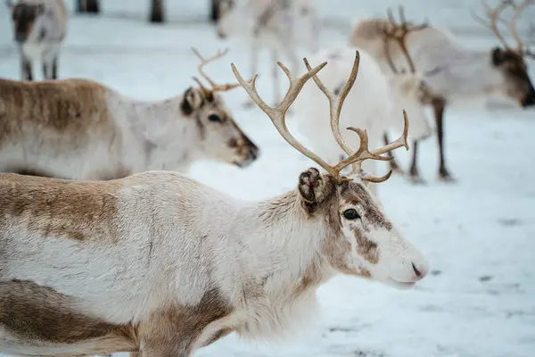 Bir ren geyiği sürüsü Tromso, Norveç 'te karlı bir arazide.