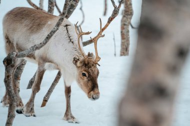 Bir ren geyiği huş ağaçlarıyla karlı bir ormanda yürüyor. Tromso, Norveç