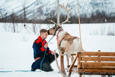 Tromso, Norveç - 10.2024 Nisan: Sami 'nin geleneksel giysileri içinde bir adam Tromso, Norveç' te karlı bir arazide bir ren geyiğinin yanında diz çöker.