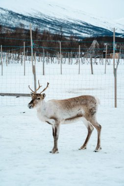 Bir ren geyiği huş ağaçlarıyla karlı bir ormanda yürüyor. Tromso, Norveç