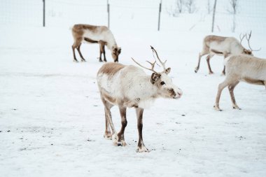 Bir ren geyiği sürüsü Tromso, Norveç 'te karlı bir arazide.