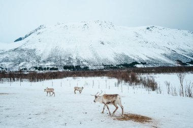 Bir ren geyiği sürüsü Tromso, Norveç 'te karlı bir arazide.